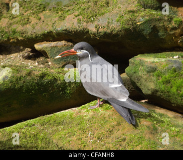 Inka-Seeschwalbe (Larosterna Inca) Stockfoto