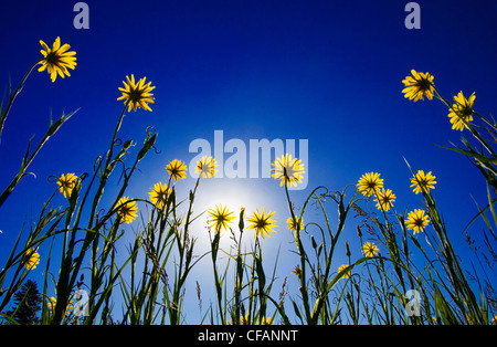 Gelbe Schwarzwurzeln Griff nach der Sonne in Junction Schafe Range Provincial Park im Grasland von British Columbia, Kanada Stockfoto