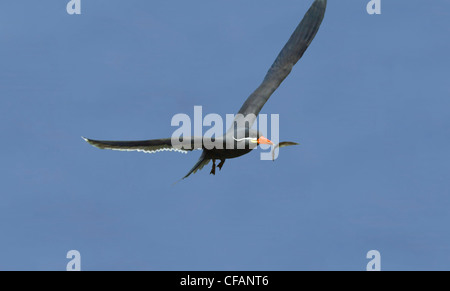 Inca-Tern mit einem Fisch im Schnabel (Larosterna Inca) Stockfoto