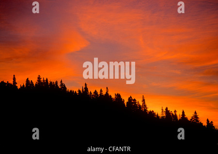 Sonnenuntergang über dem Wald in Gros Morne National Park, Neufundland und Labrador, Kanada. Stockfoto