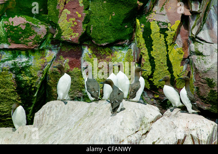 Dünn-billed Murre Common Murre Uriaalge Klippen Stockfoto