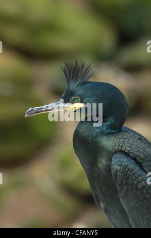 Shag (Phalacrocorax Aristotelis) in Gefangenschaft Stockfoto