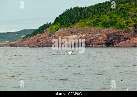 Buckelwal (Impressionen Novaeangliae) Egel in Witless Bay Ecological Reserve, Neufundland und Labrador, Kanada. Stockfoto