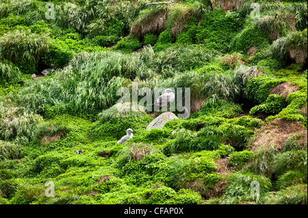 Young American Silbermöwen (Larus Smithsonianus) in Witless Bay ökologische, Reserve, Neufundland und Labrador, Kanada. Stockfoto