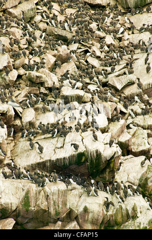 Dünn-billed Murre Common Murre Uriaalge Klippen Stockfoto