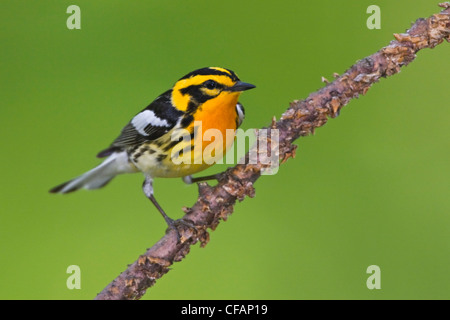 Blackburnian Grasmücke (Dendroica Fusca) thront auf einem Ast in der Nähe von langer Punkt, Ontario, Kanada Stockfoto