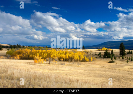 Luftaufnahmen von Grasland von British Columbia, Kanada im Herbst Stockfoto