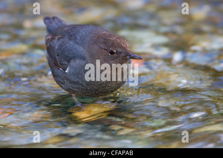 Amerikanische Wasseramseln (Cinclus Mexicanus) in einem Bach in Victoria, Vancouver Island, British Columbia, Kanada Stockfoto