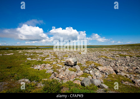 Flechten bedeckt Felsen im Avalon Wilderness Area, Neufundland und Labrador, Kanada. Stockfoto