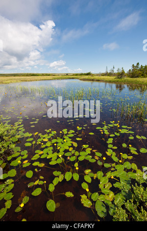 Gelbe Teich-Lilie (Teichrosen Lutea) in einem Teich im Avalon Wilderness Area, Neufundland und Labrador, Kanada. Stockfoto