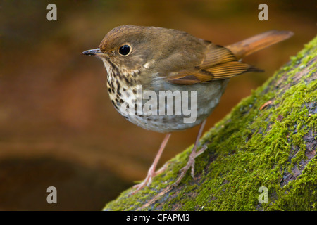 Nahaufnahme der Einsiedler Thrush (Catharus Guttatus) thront auf einem moosigen Baum in Victoria, Vancouver Island, British Columbia, Kanada Stockfoto