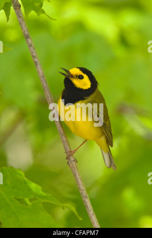 Vermummte Laubsänger (Wilsonia Citrina) thront auf einem Ast in der Nähe von langer Punkt, Ontario, Kanada Stockfoto