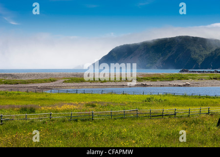 Schafbeweidung mit Küstennebel im Hintergrund, Zweig, Neufundland und Labrador, Kanada. Stockfoto