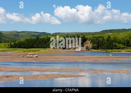 Schafbeweidung auf Küste, Zweig, Neufundland und Labrador, Kanada. Stockfoto