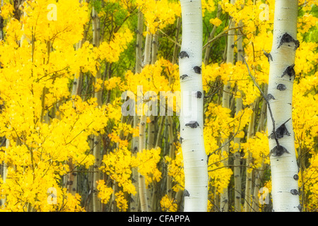 Aspen Wald (Populus Tremuloides), Kootenay Plains, Alberta, Kanada Stockfoto