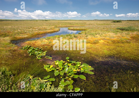 Gelbe Teich-Lilie (Teichrosen Lutea) in einem Teich im Avalon Wilderness Area, Neufundland und Labrador, Kanada. Stockfoto