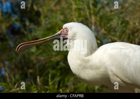 Afrikanischer Löffler (Platalea Alba) in Gefangenschaft Stockfoto