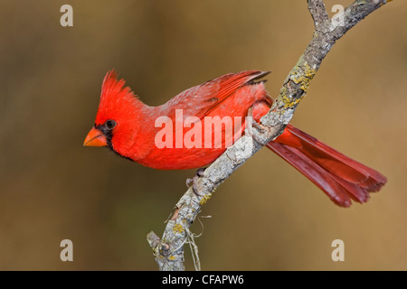 Nördlichen Kardinal (Cardinalis Cardinalis) thront auf einem Ast im Bentsen-Rio Grande Valley State Park in Texas, USA Stockfoto