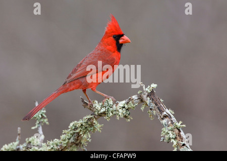 Nördlichen Kardinal (Cardinalis Cardinalis) thront auf einem Ast im Bentsen-Rio Grande Valley State Park in Texas, USA Stockfoto