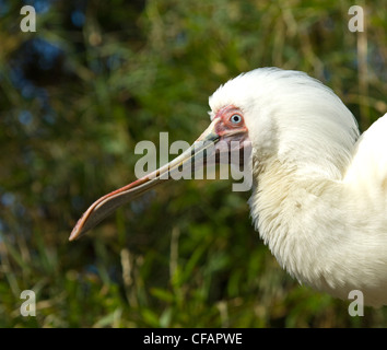 Afrikanischer Löffler (Platalea Alba) in Gefangenschaft Stockfoto