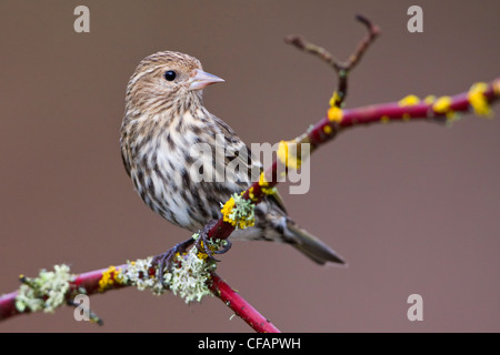 Erlenzeisig Kiefer (Pinus Zuchtjahr) thront auf einem Ast in Victoria, Vancouver Island, British Columbia, Kanada Stockfoto