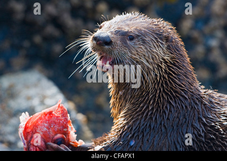 Fischotter (Lontra Canadensis) Essen Fisch in Victoria, Vancouver Island, British Columbia, Kanada Stockfoto