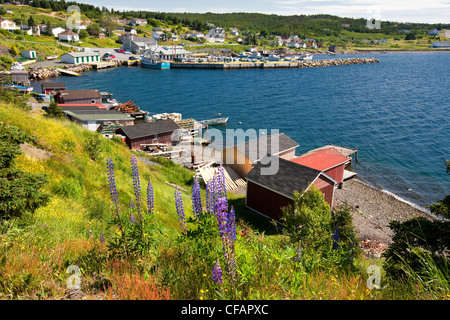 Lupinen (Lupinus Perennis) und Fischerei wirft in Dildo Hafen, Neufundland und Labrador, Kanada. Stockfoto