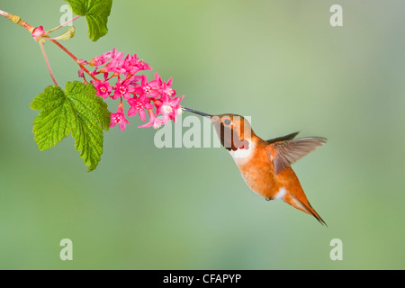 Rufous Kolibri (Selasphorus Rufus) Fütterung auf eine rote Johannisbeere Blüte in Victoria, Vancouver Island, British Columbia, Kanada Stockfoto