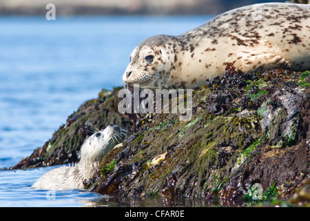 Seebären (Callorhinus Ursinus) Erwachsene und Welpen sonnen sich auf Felsen in der Nähe von Victoria, Vancouver Island, British Columbia, Kanada Stockfoto