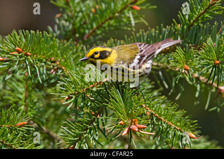 Townsends Grasmücke (Dendroica Townsendi) thront auf einem immergrünen Zweig in Victoria, Vancouver Island, British Columbia, Kanada Stockfoto