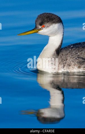 Westlichen Grebe (Aechmophorus Occidentalis) schwimmen in Victoria, Vancouver Island, British Columbia, Kanada Stockfoto