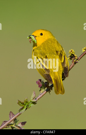 Schnäpperrohrsänger (Dendroica Petechia) thront auf einem Ast mit einer Raupe im Schnabel in der Nähe von langer Punkt, Ontario, Kanada Stockfoto