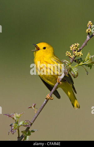 Schnäpperrohrsänger (Dendroica Petechia) thront auf einem Ast, singen, in der Nähe von langer Punkt, Ontario, Kanada Stockfoto