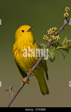 Schnäpperrohrsänger (Dendroica Petechia) thront auf einem Ast, singen, in der Nähe von langer Punkt, Ontario, Kanada Stockfoto