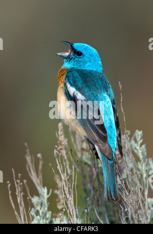 Lazuli Bunting (Passerina Amoena) singen auf Salbei Pinsel in Columbia National Wildlife Refuge, Washington, USA Stockfoto