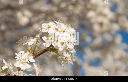 Reine weiße Birne Blüten im Frühjahr Stockfoto