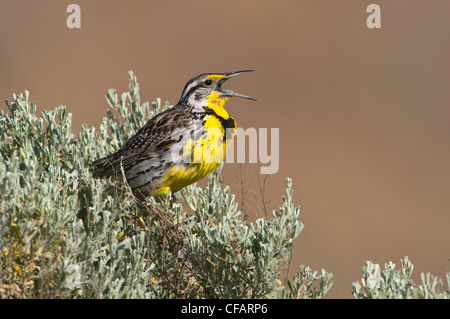 Westlichen Meadowlark (Sturnella Neglecta) singen und thront auf Salbei Pinsel am Columbia National Wildlife Refuge, Washington, USA Stockfoto