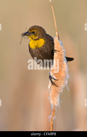 Weibliche gelb-vorangegangene Amsel (Xanthocephalus Xanthocephalus) mit Insekt im Mund, Osoyoos, Britisch-Kolumbien, Kanada Stockfoto