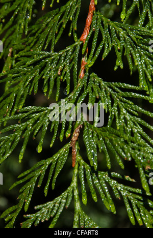 Filiale Western Redcedar Thujplicata Baum die Stockfoto