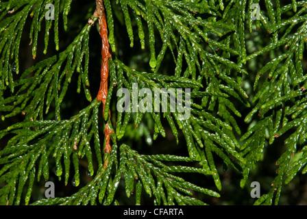 Filiale Western Redcedar Thujplicata Baum die Stockfoto