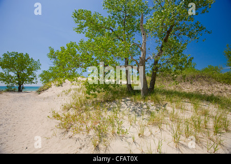 Sandigen Strand des Lake Ontario in Sandbanks Provincial Park, Prince Edward County, Ontario, Kanada. Stockfoto