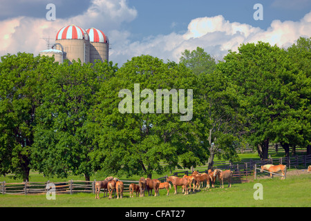 Haflingerpferde mit Silos im Hintergrund, Sidney, Ontario, Kanada. Stockfoto