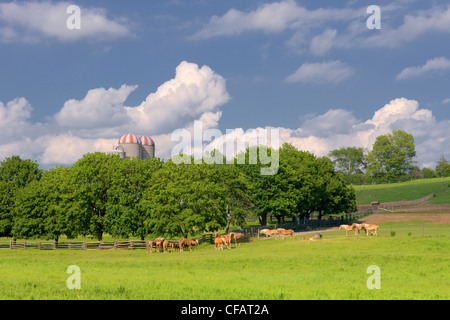 Haflingerpferde mit Silos im Hintergrund, Sidney, Ontario, Kanada. Stockfoto