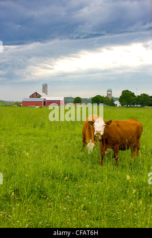 Vieh in einem Feld mit einer Farm im Hintergrund, Clarington, Ontario, Kanada. Stockfoto