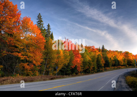 Highway 60 entlang Algonquin Park im Herbst, Ontario, Kanada Stockfoto