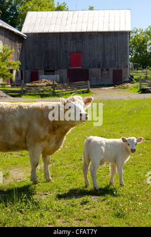 Kuh und Kalb vor Scheune, Monaghan, Ontario, Kanada Stockfoto