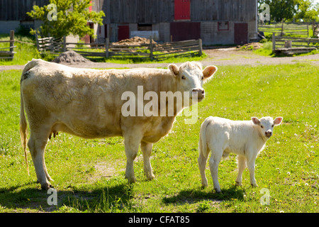 Kuh und Kalb vor Scheune, Monaghan, Ontario, Kanada Stockfoto