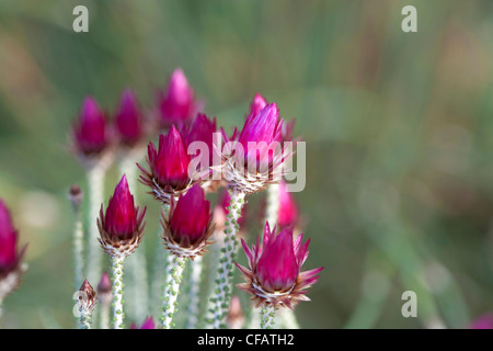 Kap Strohblumen, Kapeternell (Phaenocoma prolifera) Stockfoto