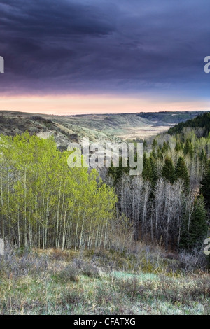 Sonnenaufgang über dem aspen Wald im Big Hill Springs Provincial Park, Cochrane, Alberta, Kanada Stockfoto