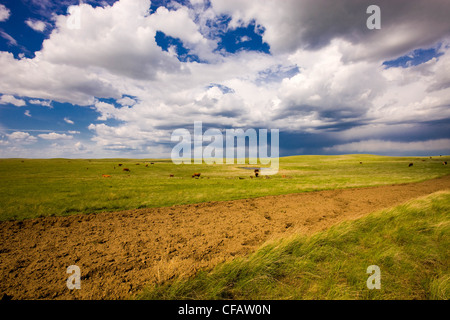 Gewitterwolken über Vieh in der Nähe von Brooks, Alberta, Kanada. Stockfoto